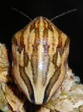 Odontotarsus purpureolineatus